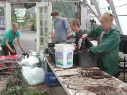 The peony program—Planting Peony in downtown Homer Businesses—Potting them for growing in greenhouse .