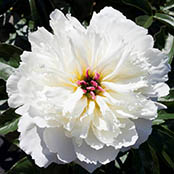 Pink Peonies in Vase