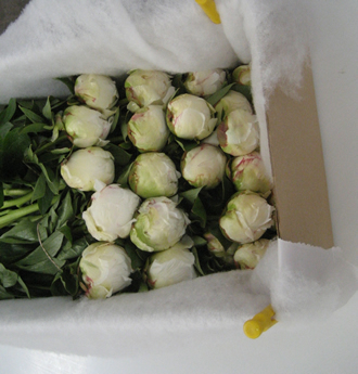 Peonies ready to ship