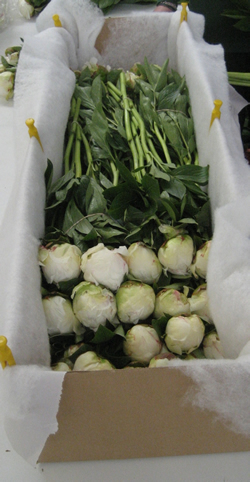 Boxed peonies ready to ship