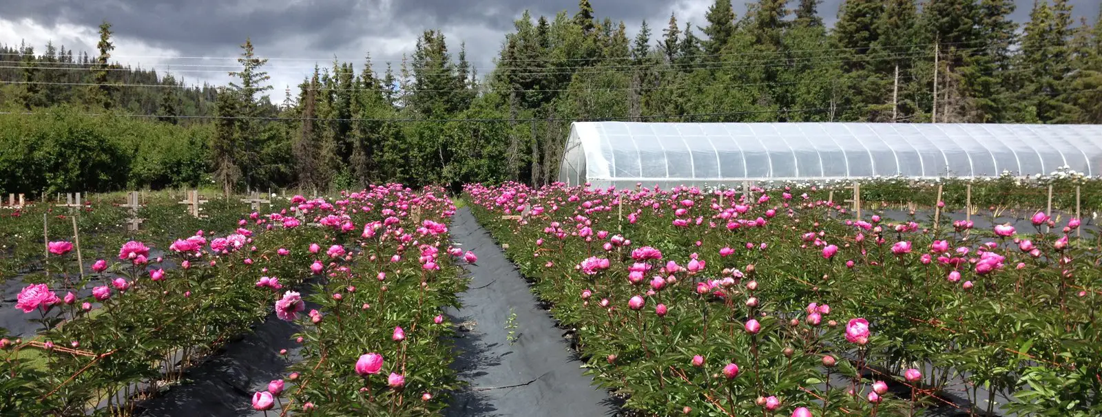 Alaska Perfect Peony Farm — Weekend Stay