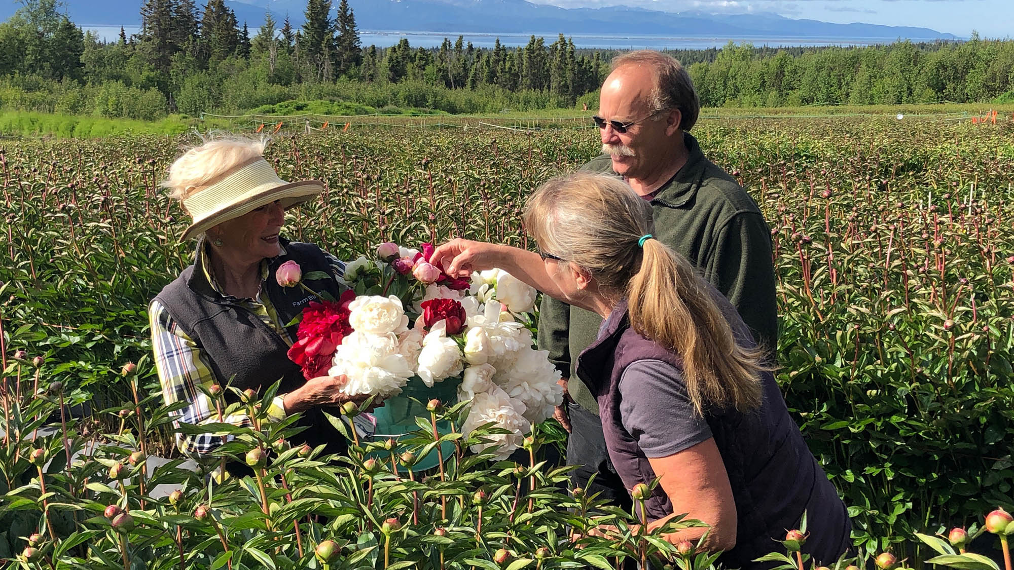 Alaska Peony Fields