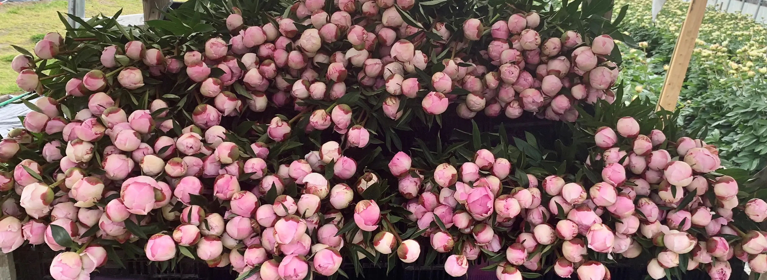 Alaska Perfect Peonies