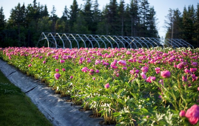 Field of Alaska Peonies