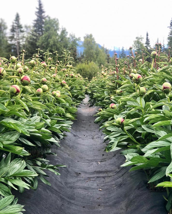 Peony Fields