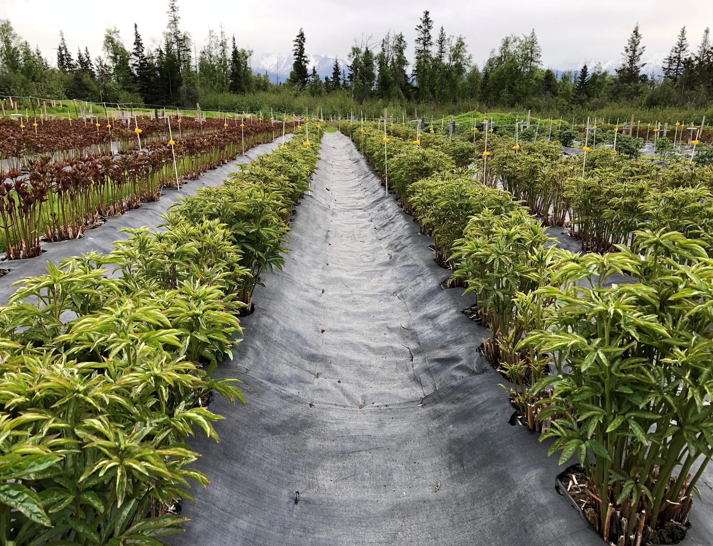 Alaska Perfect Peony Fields