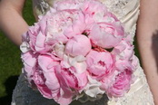 Pink Peonies in Vase