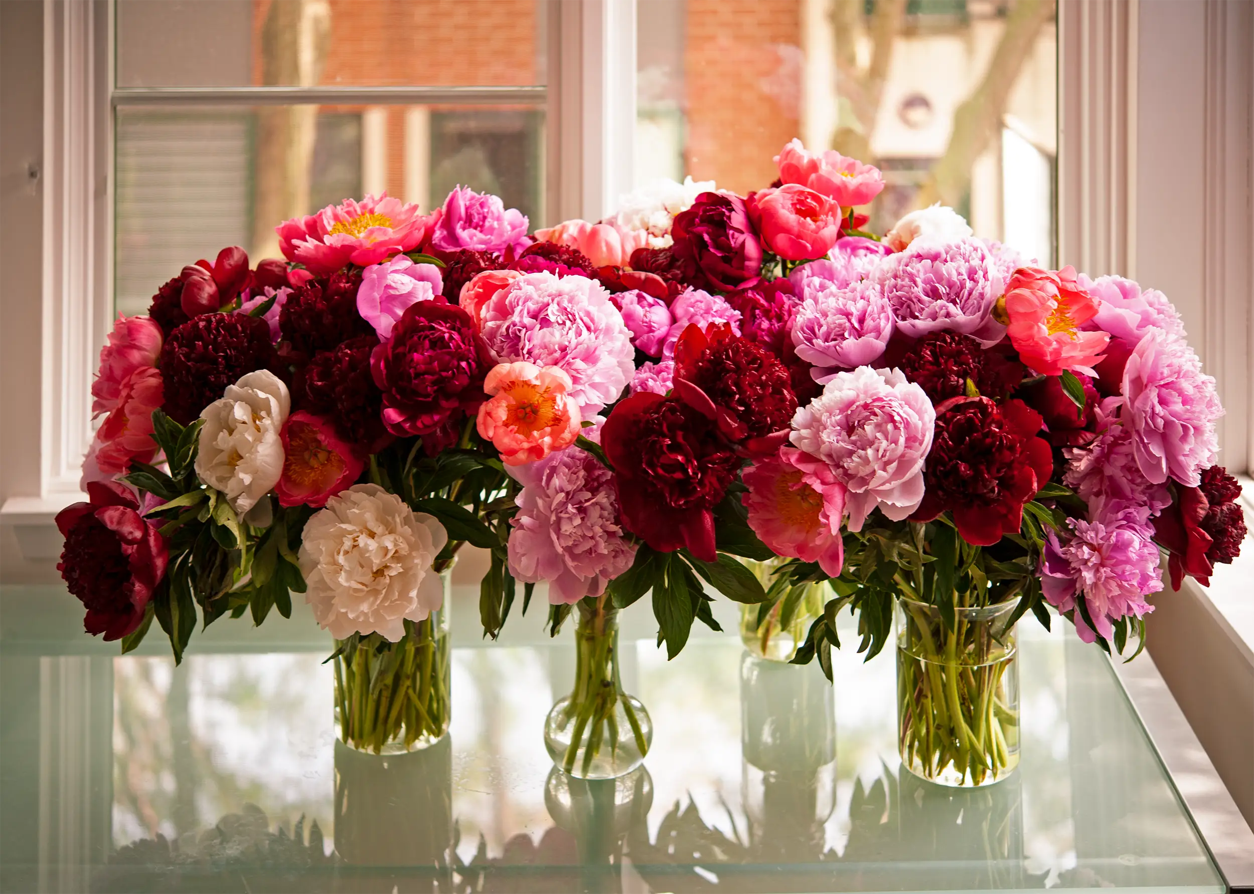 Sarah Bernhardt Peonies