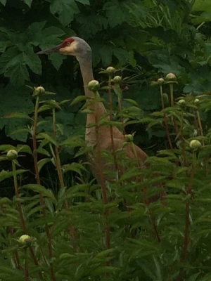 Sandhill Cranes in the peonies.