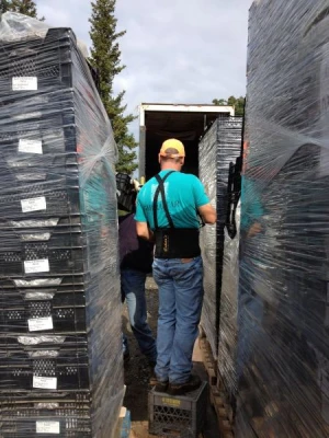 Shannon sorting peony shipment for new growers.
