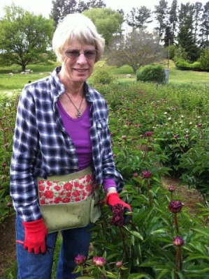 Going back to NZ for more experience. Judy Banks of Omeo Peonies in NZ teaching how and when to cut the stems for shipping.