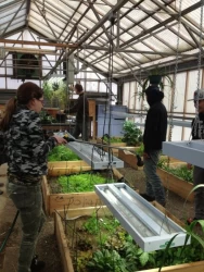 Helping out at the Homer High School Greenhouse.