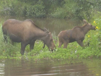 Just Hanging out at the lake.