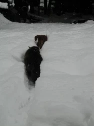 It’s the old Fritzie (dog) Neko (cat) standoff in the snow.