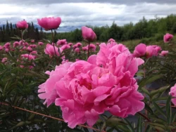 Who wouldn’t love to work in these peony fields?