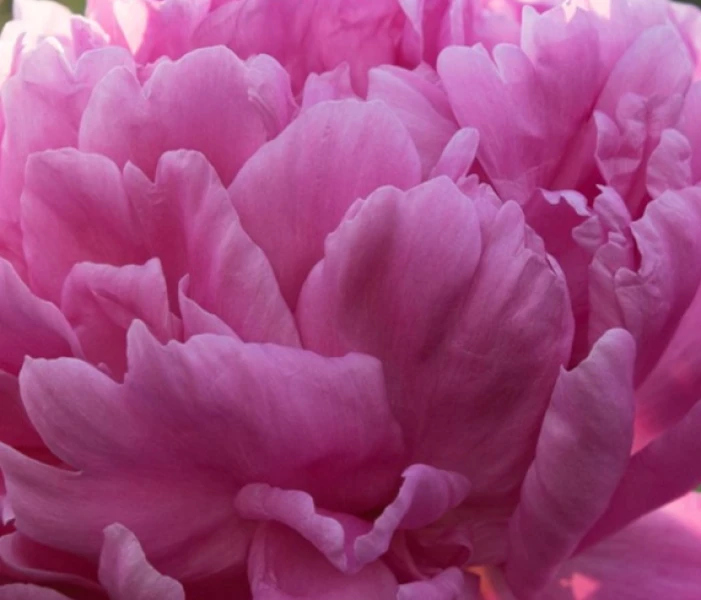 Dr Alexander Flemming