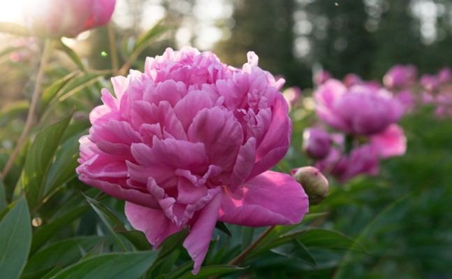 Alaska Perfect Peony