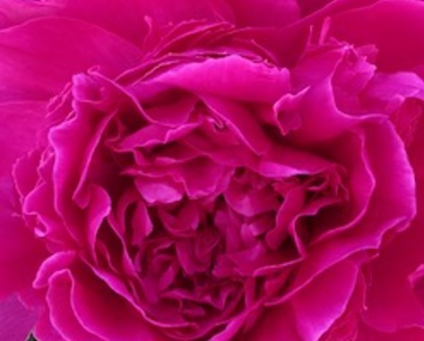 Alaska Perfect Peony