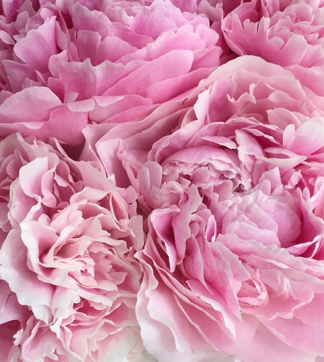 Alaska Perfect Peony