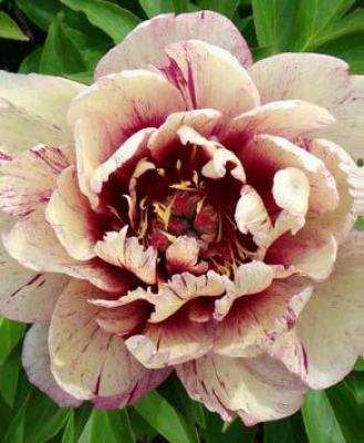 All That Jazz (Itoh)