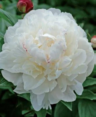 Festiva Maxima