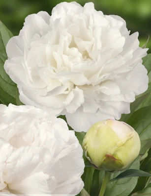 Puffed Cotton