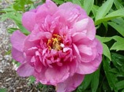 Pink Double Dandy (Itoh)