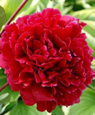 Red Sarah Bernhardt