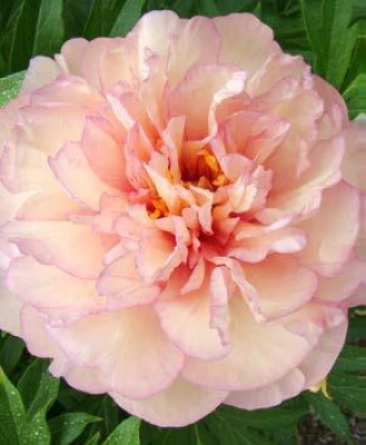 Scrumdidleumptious (Itoh)