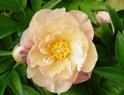 Singing in the Rain (Itoh)