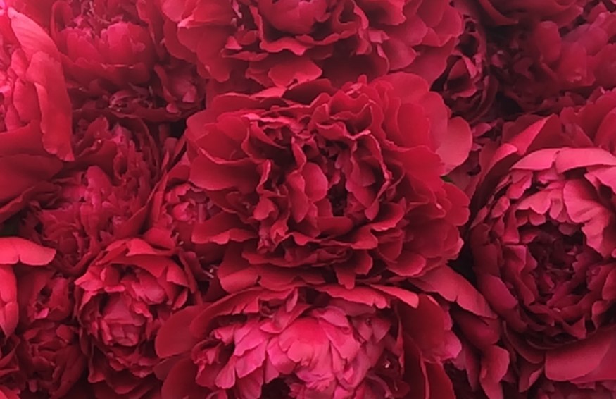 Fresh Cut Peony FESTIVA MAXIMA 50cm 20 Stems